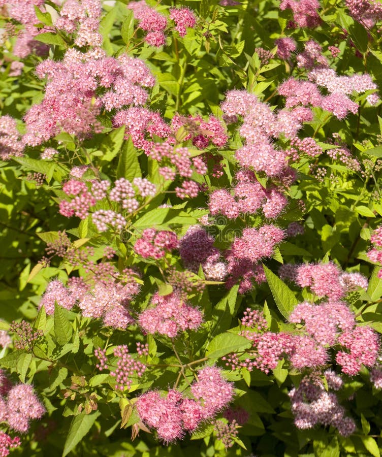 Roze Spirea stock foto. Image of spirea, bloem, japans 52142186