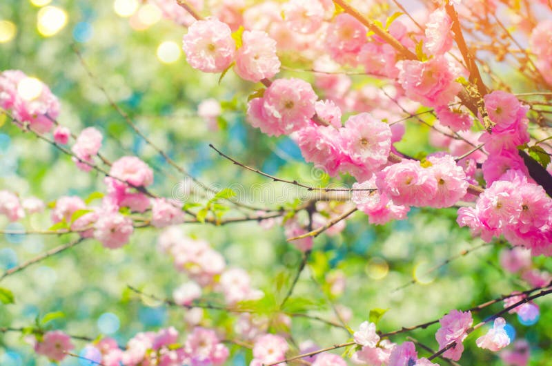 roze struikbloesems in de lente met roze bloemen Natuurlijk behang Concept de lente Achtergrond voor ontwerp royalty-vrije stock foto roze struikbloesems in de lente met roze bloemen Natuurlijk behang Concept de lente Achtergrond voor ontwerp royalty-vrije stock foto