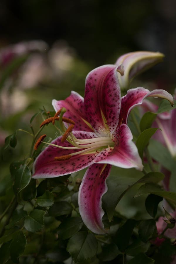 Roze Tiger Lilly stock foto's Roze Tiger Lilly stock foto's