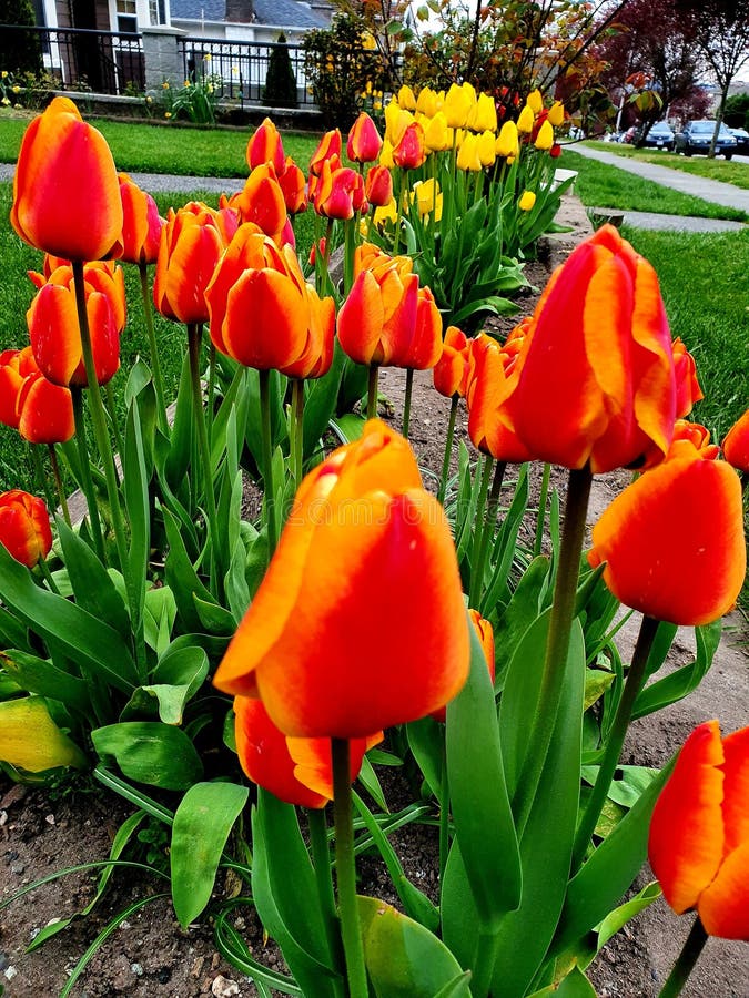 Roze Tulips Galore royalty-vrije stock foto Roze Tulips Galore royalty-vrije stock foto