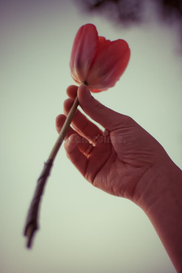 Roze tulp in de juiste vrouwenhand Jong meisje met gouden juwelen die op vingers een bloem houden royalty-vrije stock foto Roze tulp in de juiste vrouwenhand Jong meisje met gouden juwelen die op vingers een bloem houden royalty-vrije stock foto