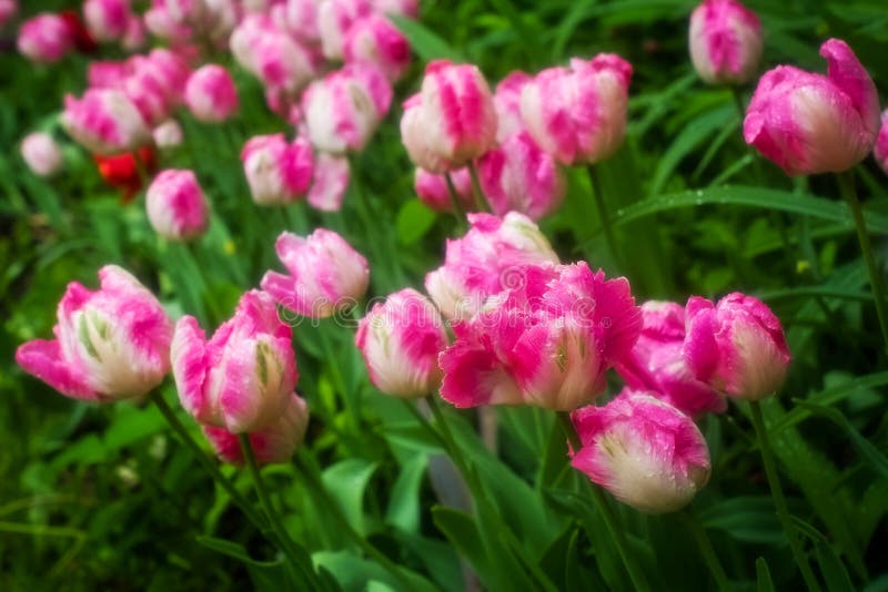 Roze tulpen met daling van dauw in bewolkte ochtend stock afbeeldingen Roze tulpen met daling van dauw in bewolkte ochtend stock afbeeldingen