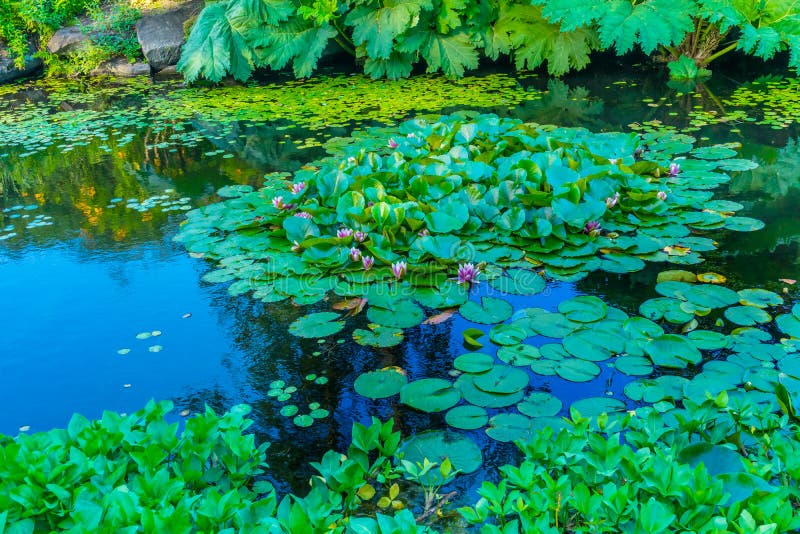 Roze Water Lily Pads Van Dusen Garden Vancouver Brits Colombia royalty-vrije stock fotografie Roze Water Lily Pads Van Dusen Garden Vancouver Brits Colombia royalty-vrije stock fotografie