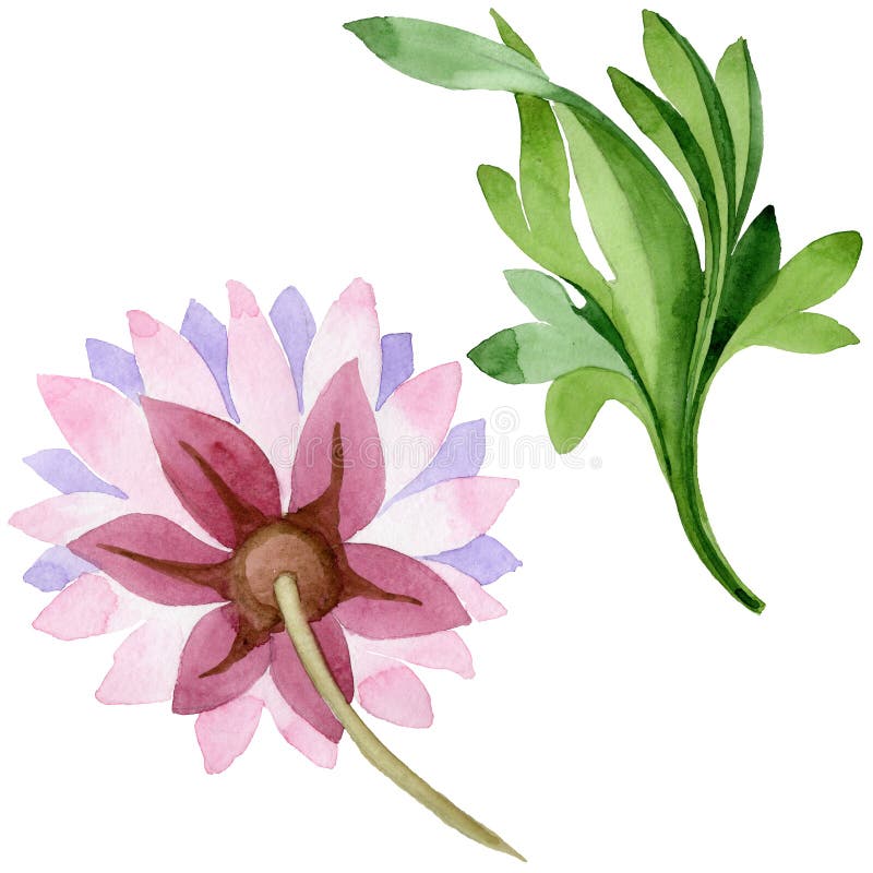 Roze Waterlelie Bloemen botanische bloem Wild geïsoleerd de lenteblad wildflower stock illustratie Roze Waterlelie Bloemen botanische bloem Wild geïsoleerd de lenteblad wildflower stock illustratie
