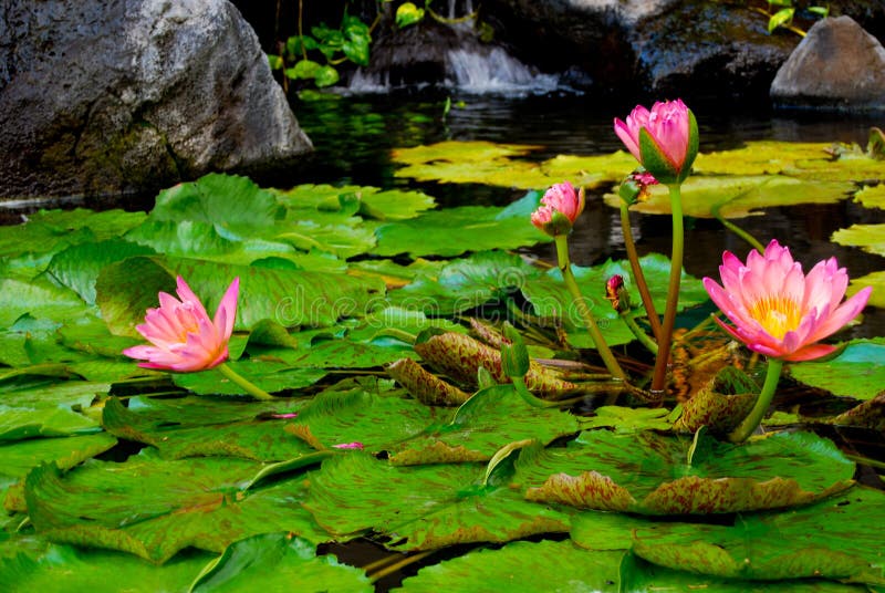 Roze Waterleliebloesems royalty-vrije stock afbeeldingen Roze Waterleliebloesems royalty-vrije stock afbeeldingen