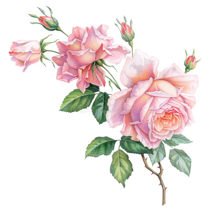 Roze witte uitstekende die rozenbloemen op witte achtergrond worden geïsoleerd De illustratie van de kleurpotloodwaterverf