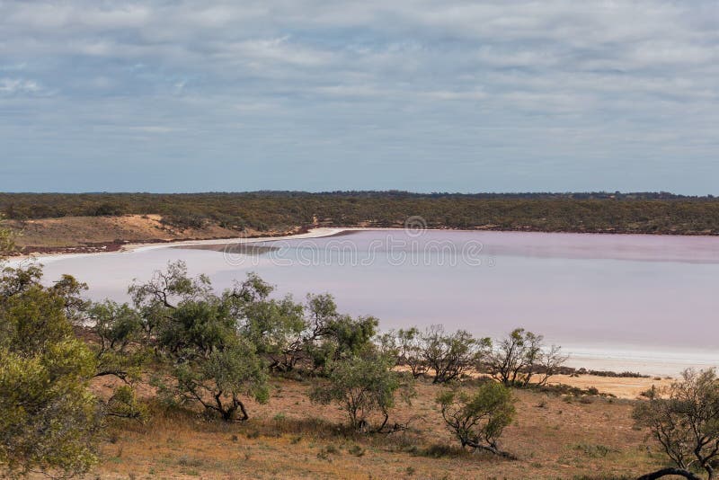 Roze zout meer Becking onder inheemse Australische vegetatie stock foto Roze zout meer Becking onder inheemse Australische vegetatie stock foto