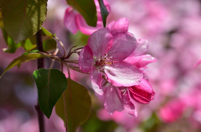 Rozeachtige witte de lentebloemen van de fruitboom - boom van de tuin de sierappel royalty-vrije stock afbeelding Rozeachtige witte de lentebloemen van de fruitboom - boom van de tuin de sierappel royalty-vrije stock afbeelding