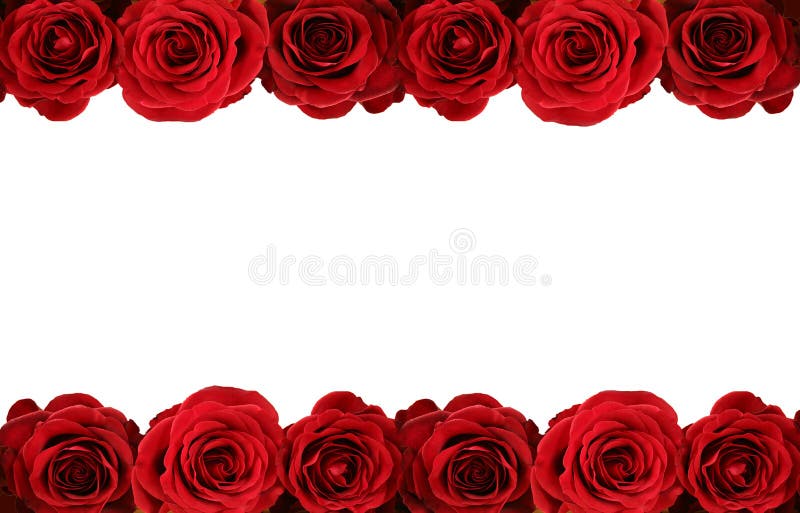 Fresh red roses on white background. Fresh red roses on white background