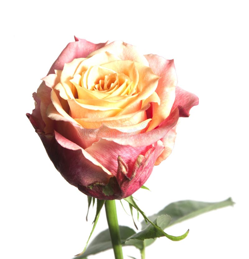 Rozenbloem op witte achtergrond royalty-vrije stock foto's