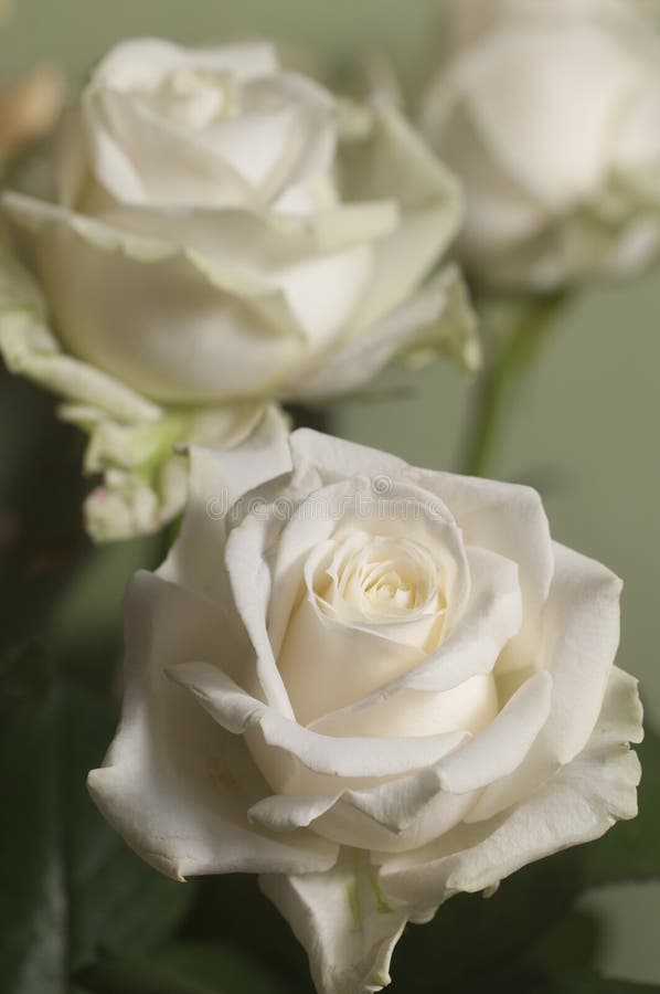 Rozenbloem stock afbeeldingen