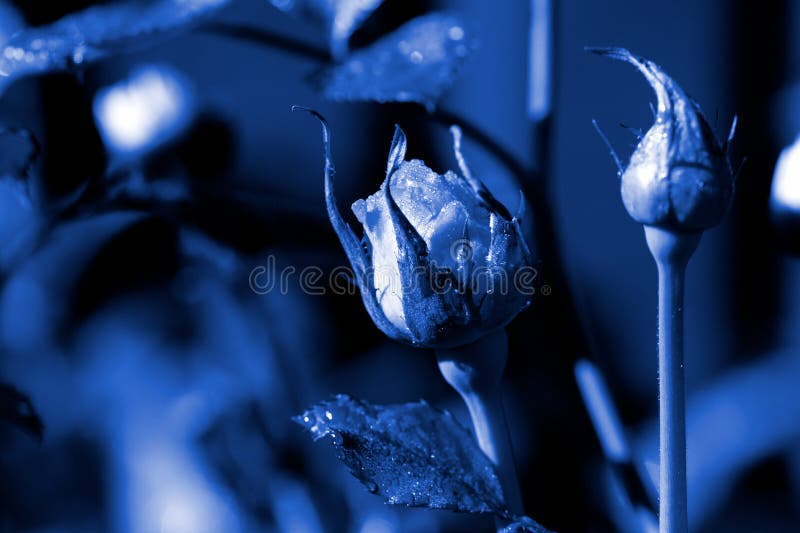 Rozenbloemen bedekt met ochtenddauw in een zomertuin Diepe blauwe kleur, getint stock afbeeldingen Rozenbloemen bedekt met ochtenddauw in een zomertuin Diepe blauwe kleur, getint stock afbeeldingen
