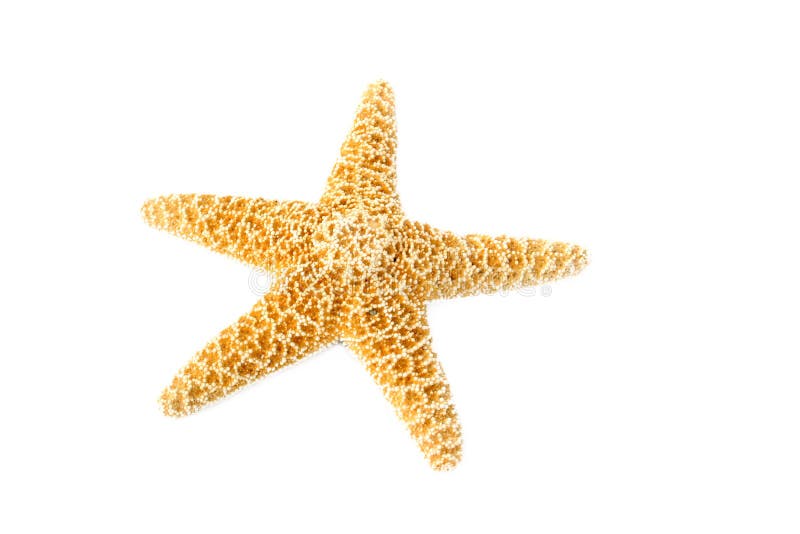 Starfish isolated on a white background with room for text. Starfish isolated on a white background with room for text.