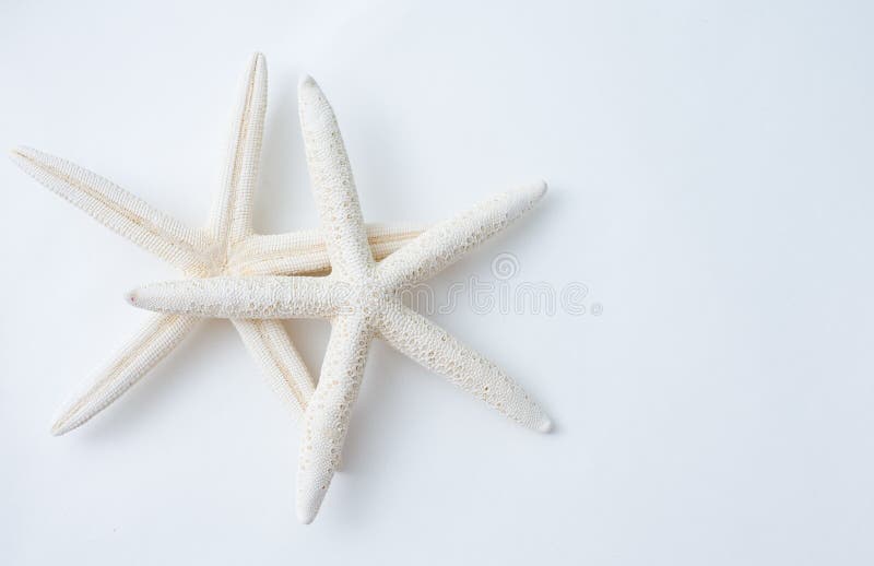 Two white starfish isolated on white. Two white starfish isolated on white