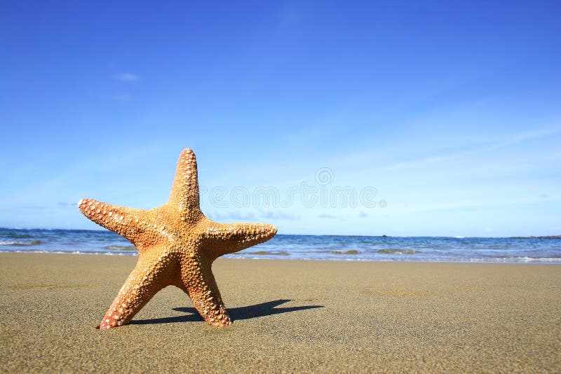 Starfish on the beach. Starfish on the beach