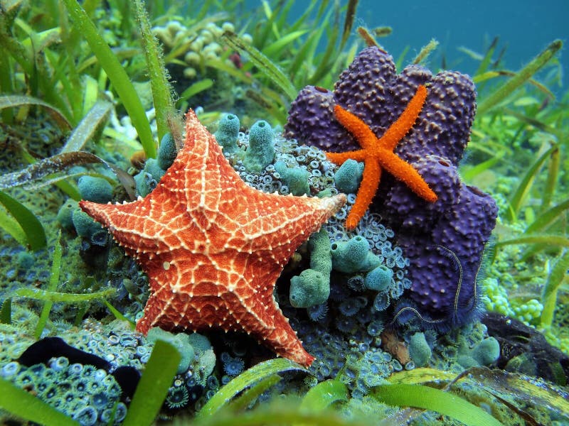 Rozgwiazda podwodna nad kolorowym morskim życiem