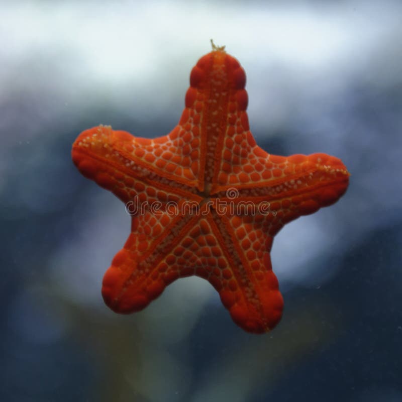 A starfish on the wall of a tank in aquarium. A starfish on the wall of a tank in aquarium.