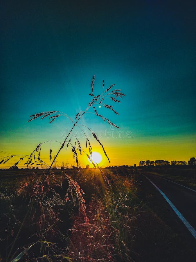 Roślina na brzeg strumień fotografia stock Roślina na brzeg strumień fotografia stock