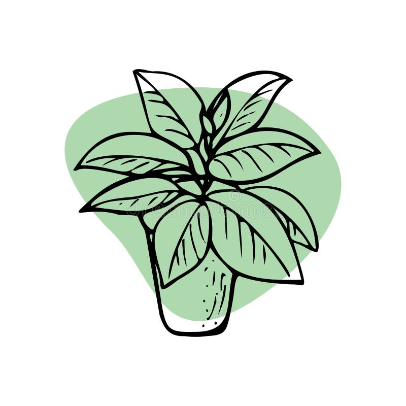 Rośliny domowe. ikony wektorowe rośliny domowe. liniowe linie ilustracji i obrysy. ficus roślin krytych w doodle i kreskówce ilustracji