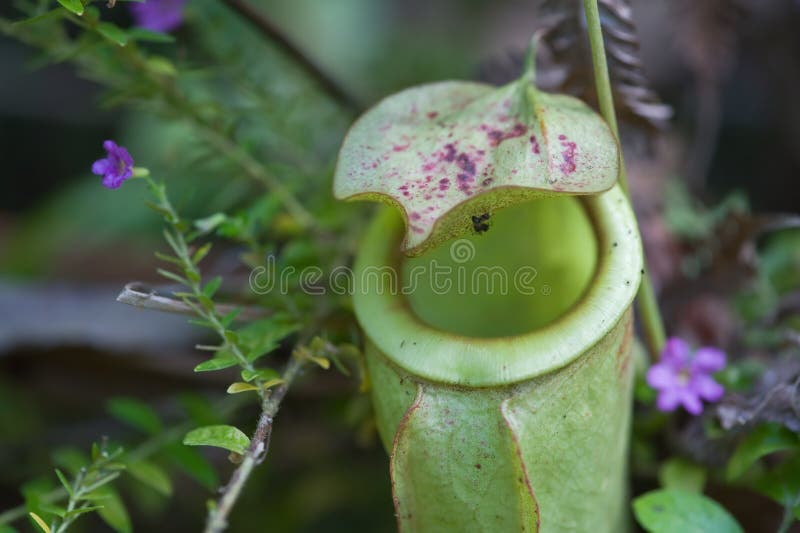 rośliny mięsożerny sarracenia zdjęcia royalty free rośliny mięsożerny sarracenia zdjęcia royalty free