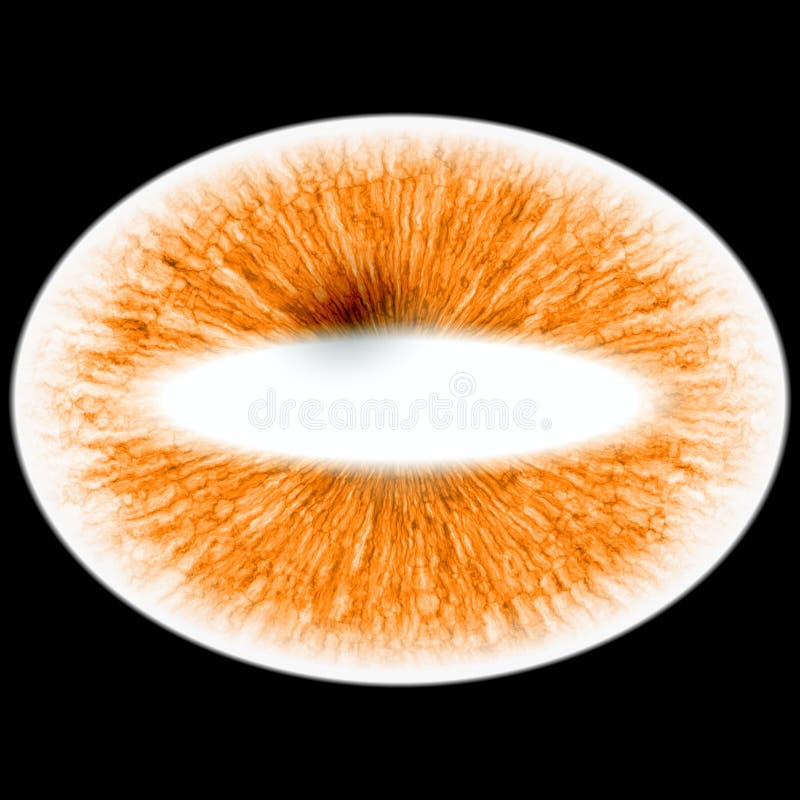 RTG Photo of Animal Eye with Slim Pupil and Bright Retina. Structure of  Rich Bloody Iris Stock Image - Image of human, light: 105018883