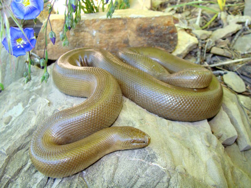 Rubber Boa (snake), Charina Bottae Stock Image Image of desert