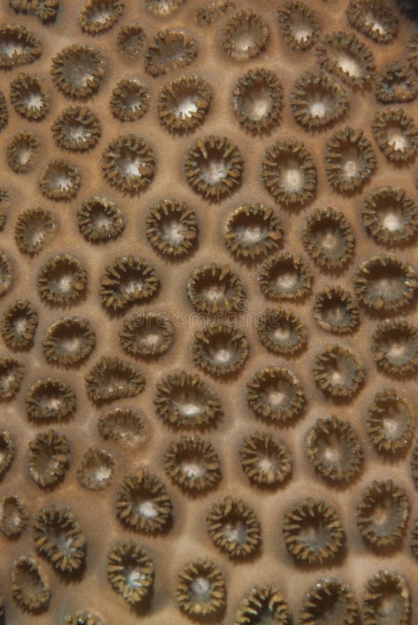 Rubber coral detail.