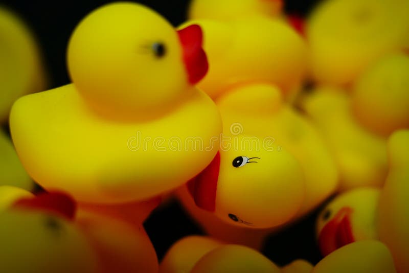 Rubber Ducks in a Pile a Lot of Rubber Ducks Stock Photo Image of animal, duck 263678818