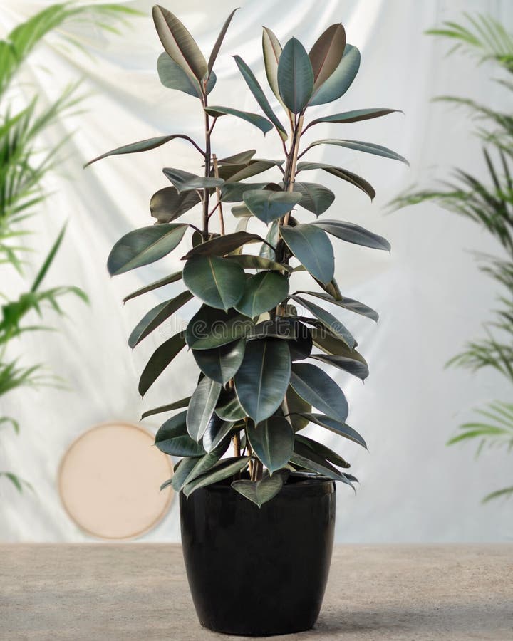 Rubber Fig Ficus Elastica Rubber Tree Plant Stock Image Image of