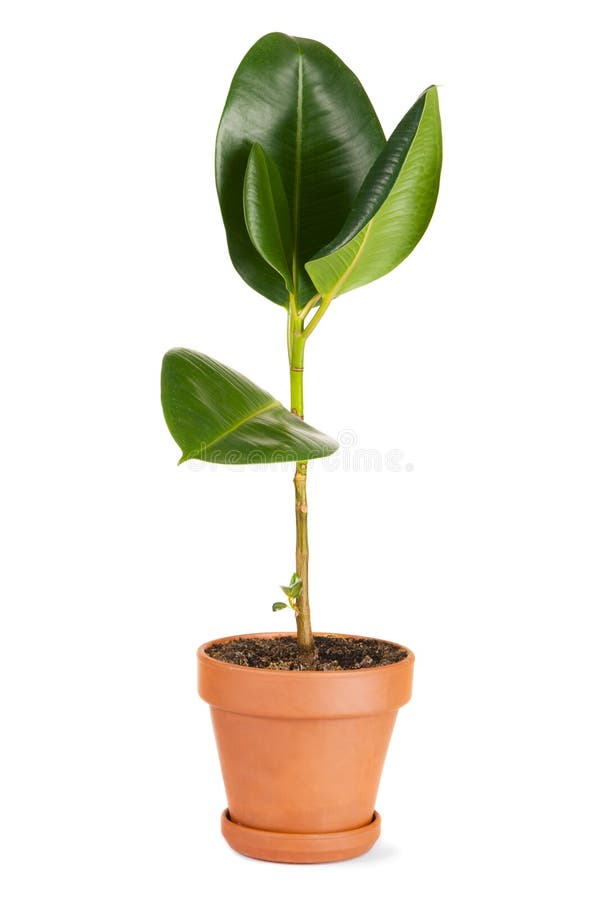 Rubber plant in a pot stock photo. Image of garden, growth 14334878