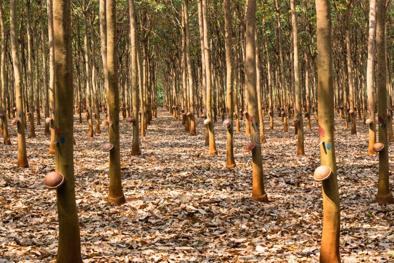 At a Rubber Plantation Series Stock Image Image of harvest