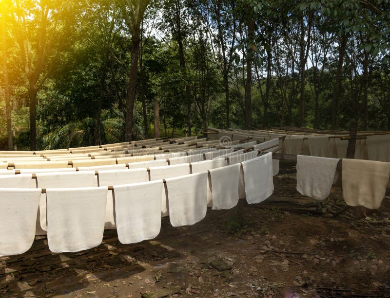 Rubber Sheets, Hanging in the Sun on the Wood in Order Stock Image