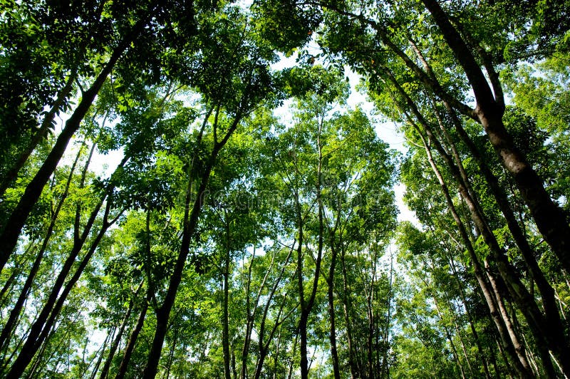 Gum of rubber tree stock photo. Image of rubber, scratches 1090424