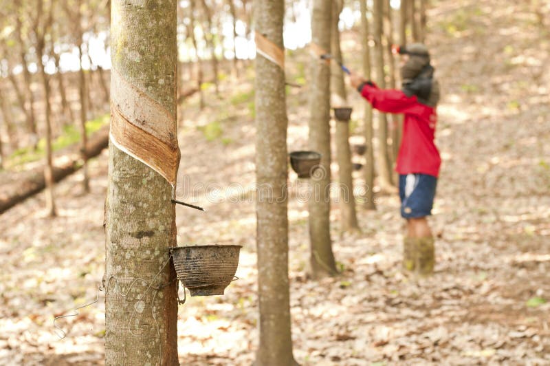 Rubber Estate stock photo. Image of tapping, rainforest 1488284