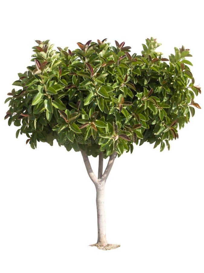 Rubber tree stock photo. Image of trunk, leaves, rubber 4341826