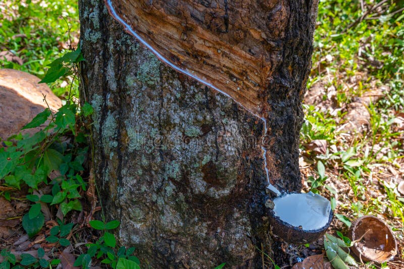 Rubber Tree Cultivation at Sri Lanka Stock Photo Image of wood