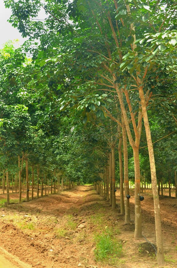 Rubber Tree Farm in Thailad Stock Image Image of collection, farm
