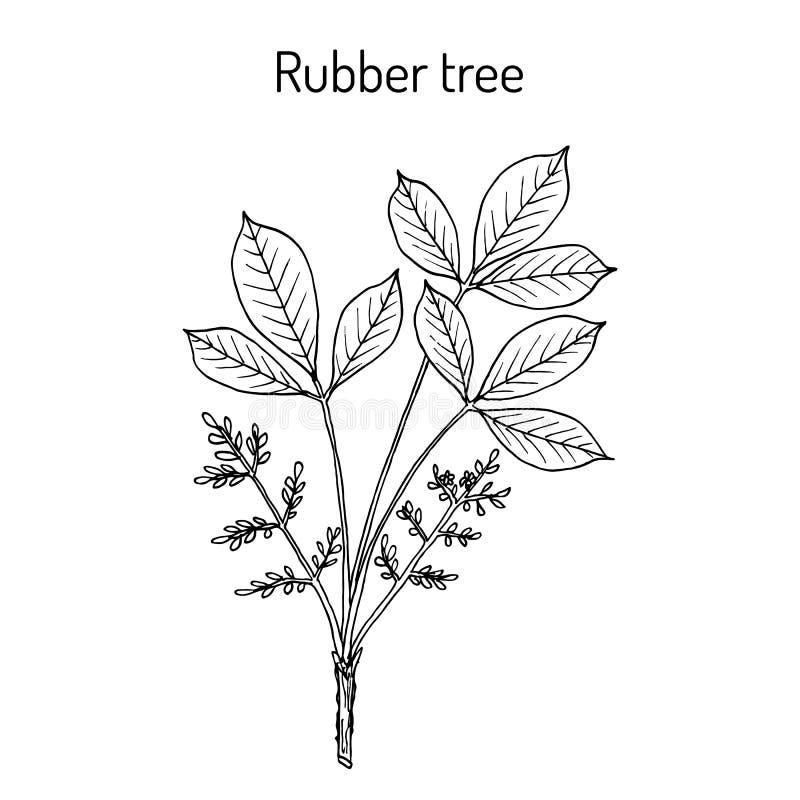 Rubber Tree Stock Illustrations 2 714 Rubber Tree Stock