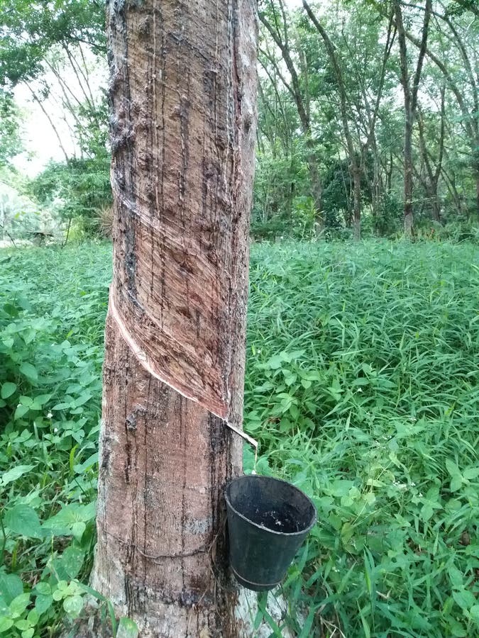 Rubber Tree Hevea Brasiliensis Stock Image Image of hevea, tabpping