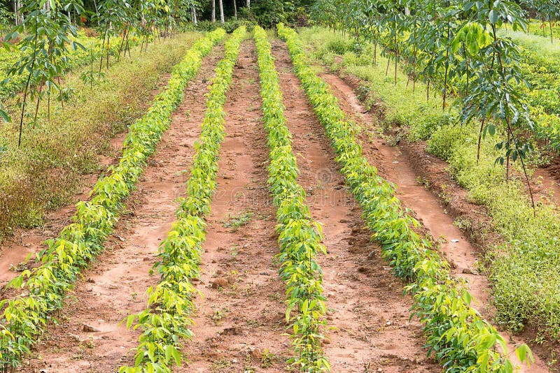 163 Rubber Tree Nursery Stock Photos Free & RoyaltyFree Stock Photos