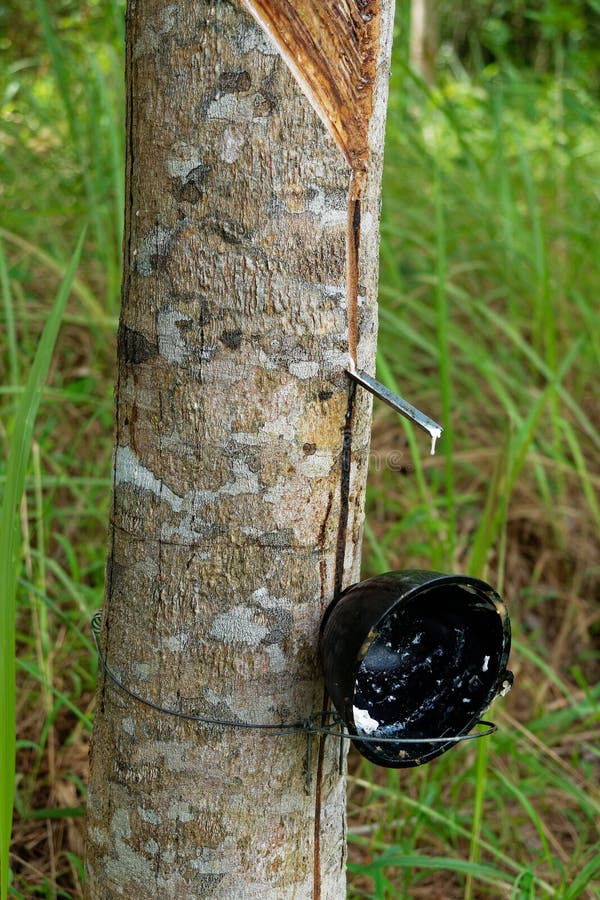 Seringueiro, rubber tree tapper