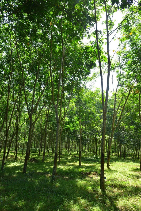 Rubber tree plantation stock photo. Image of economy 201425468