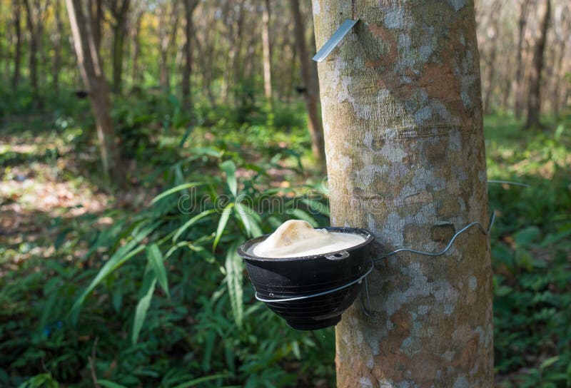 Rubber Tree Plantation, Thailand Stock Image Image of hevea, industry