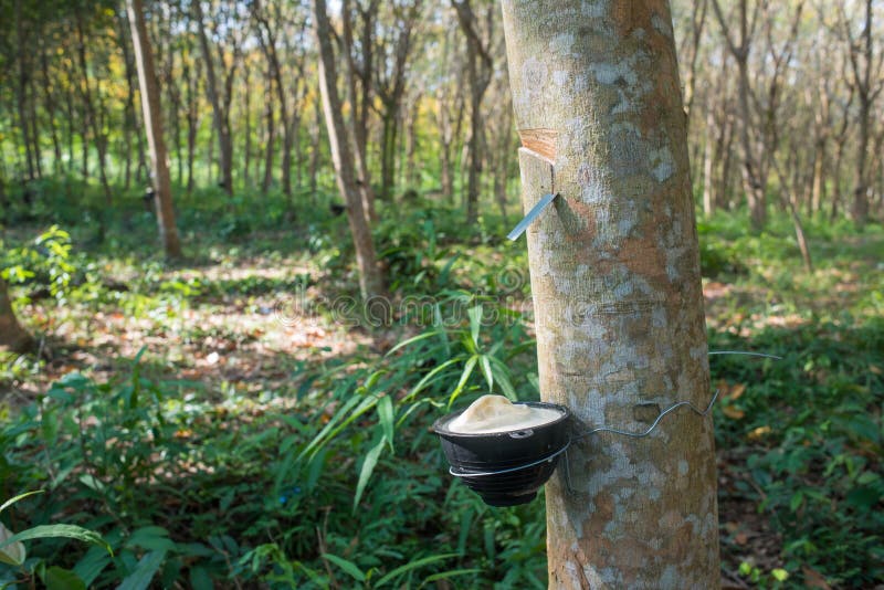 Rubber Tree Plantation, Thailand Stock Photo Image of asia, outdoors