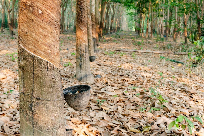 Rubber Tree and Plastic Bowl Filled with Latex in Rubber Plantation