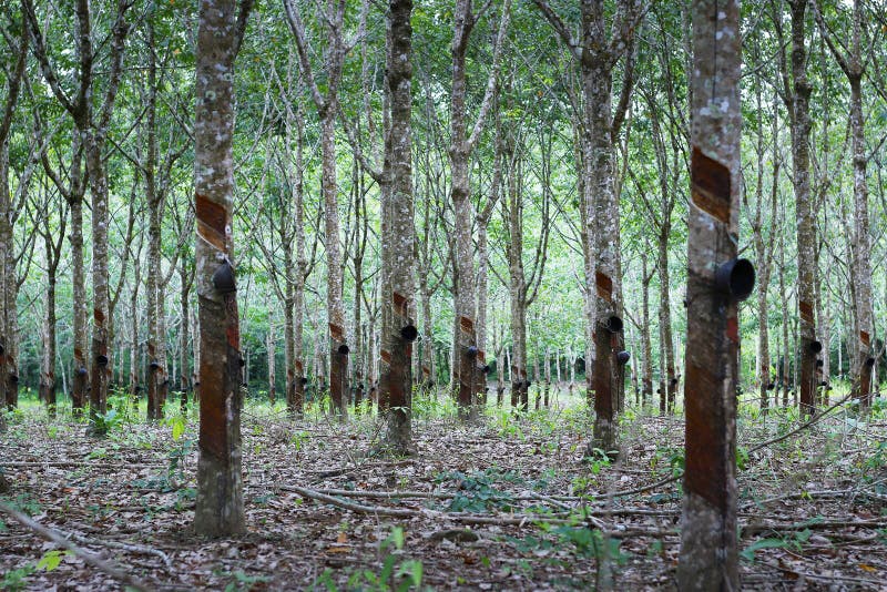 Rubber Tree in Rubber Tree Plantation Stock Image Image of milk