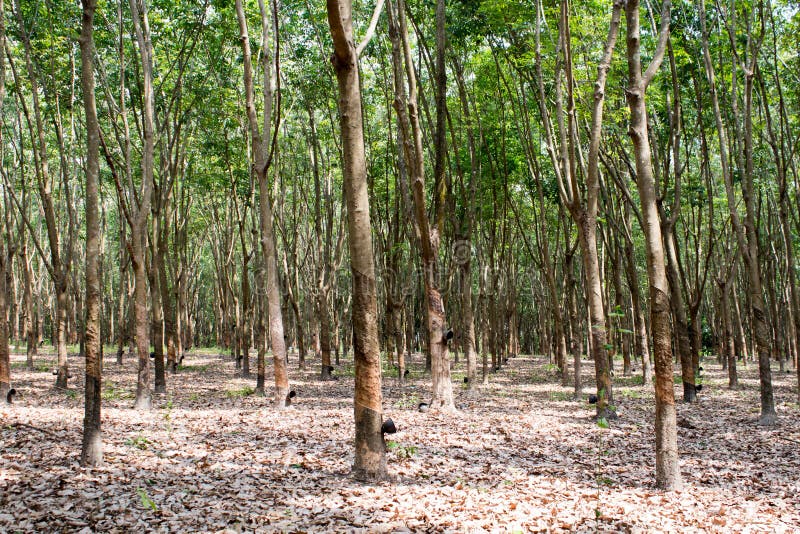 Rubber tree in thailand stock photo. Image of milk, growth - 54194050