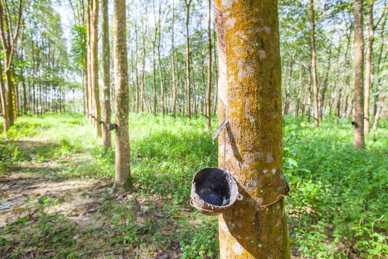 The Rubber Tree in Thailand. Stock Image Image of cultivated, crop