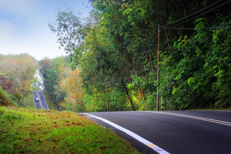 Rubber trees stock image. Image of greenery, rubber, sunlight 29415415