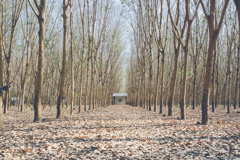 Rubber trees stock image. Image of outdoor, wood, green 66643273